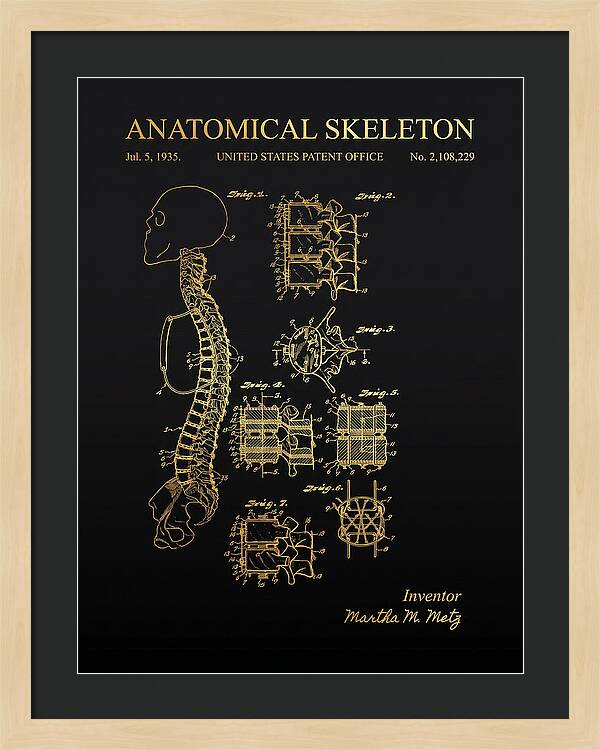Anatomical Skeleton Gold Patent Us2108229a