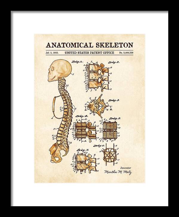 Anatomical Skeleton Watercolor Patent Us2108229a