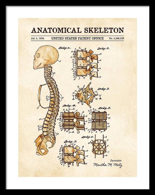 Anatomical Skeleton Watercolor Patent Us2108229a