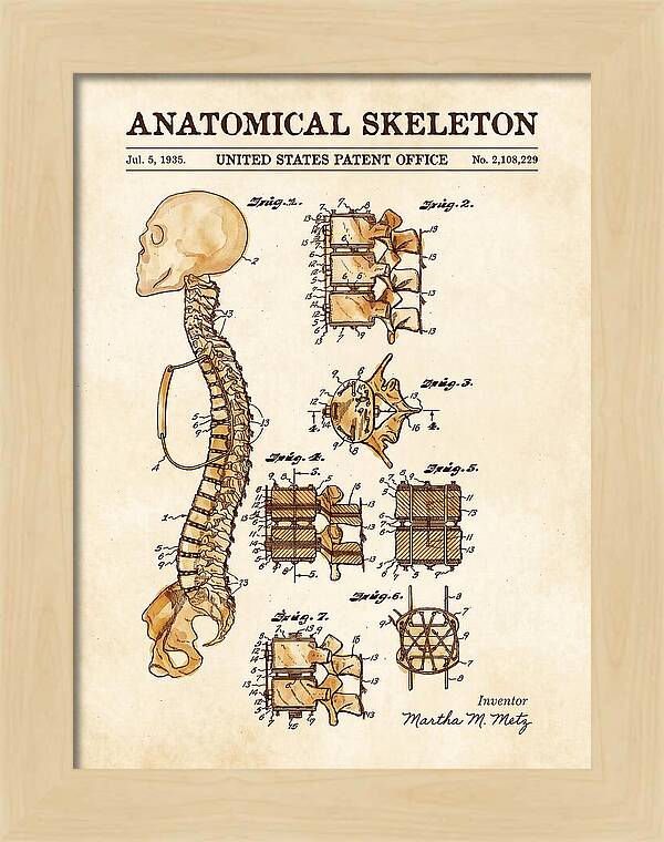 Anatomical Skeleton Watercolor Patent Us2108229a