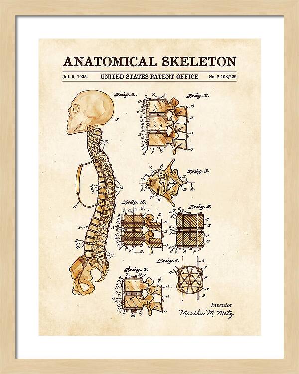 Anatomical Skeleton Watercolor Patent Us2108229a