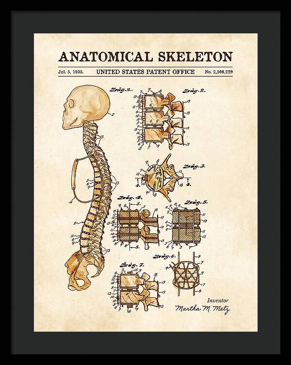 Anatomical Skeleton Watercolor Patent Us2108229a