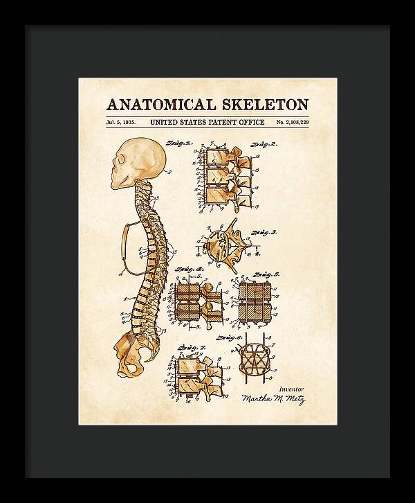 Anatomical Skeleton Watercolor Patent Us2108229a