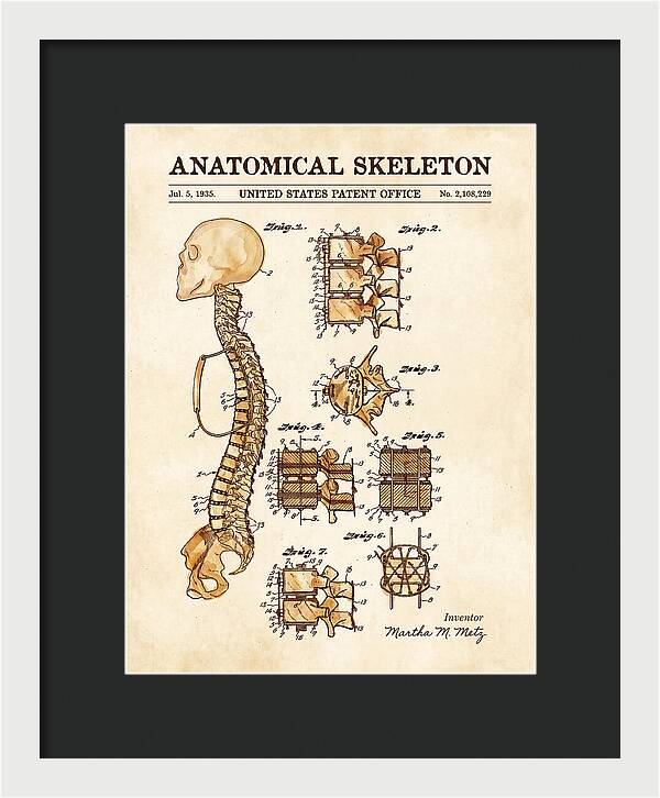 Anatomical Skeleton Watercolor Patent Us2108229a