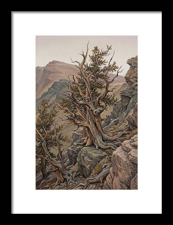 Ancient Bristlecone Pine