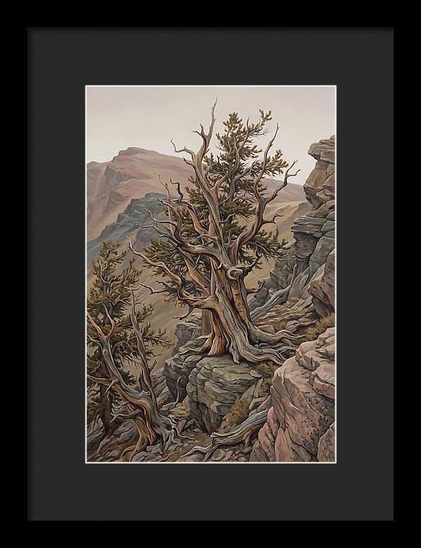 Ancient Bristlecone Pine