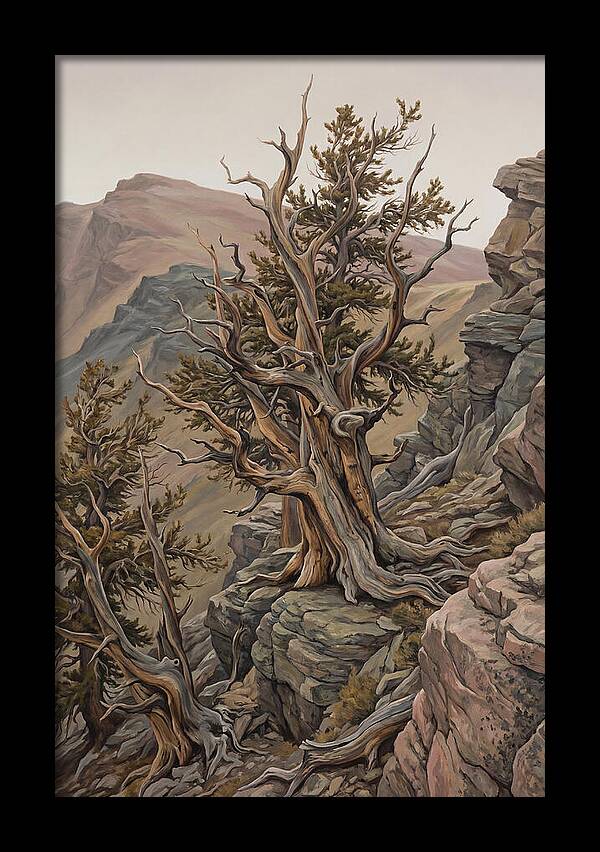 Ancient Bristlecone Pine