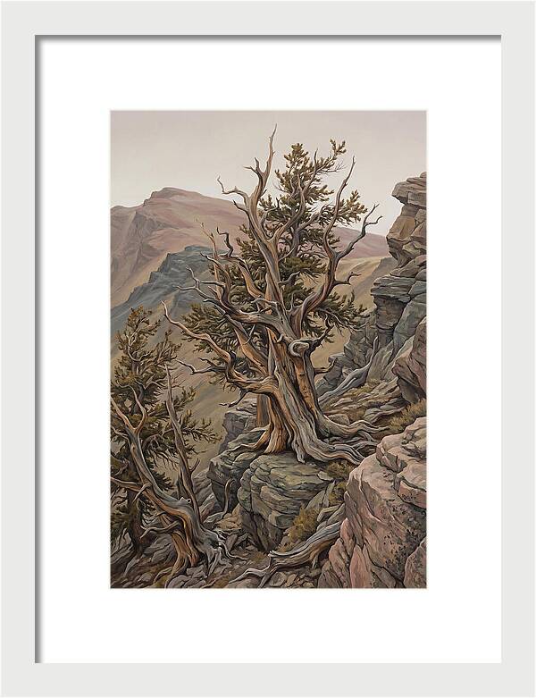 Ancient Bristlecone Pine