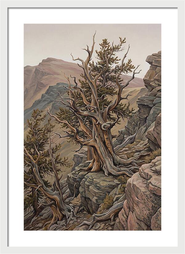 Ancient Bristlecone Pine