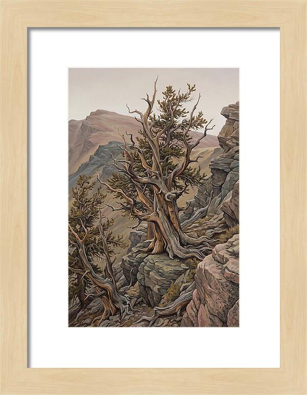 Ancient Bristlecone Pine
