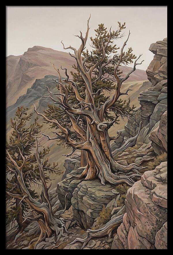 Ancient Bristlecone Pine