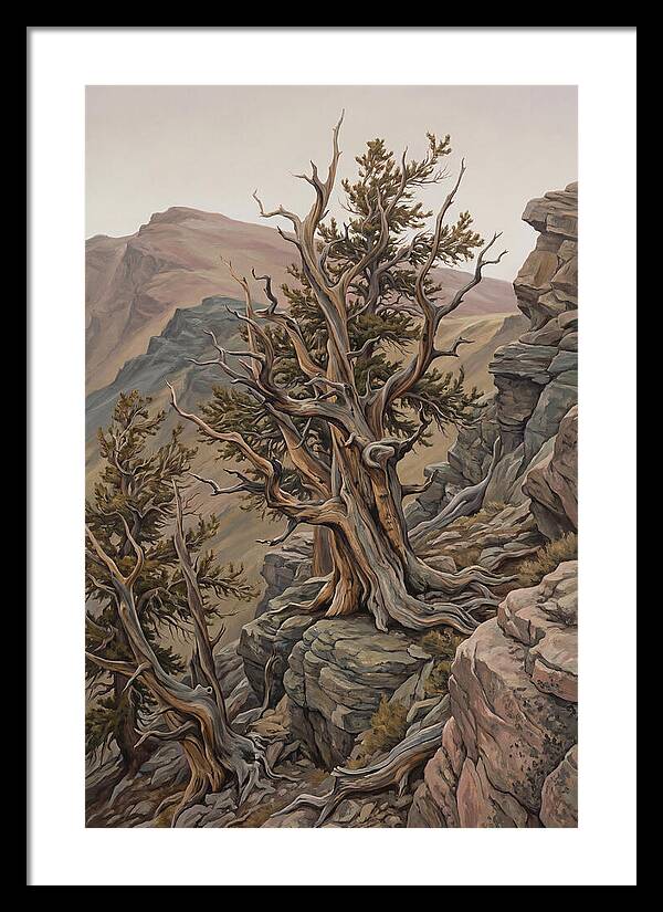 Ancient Bristlecone Pine