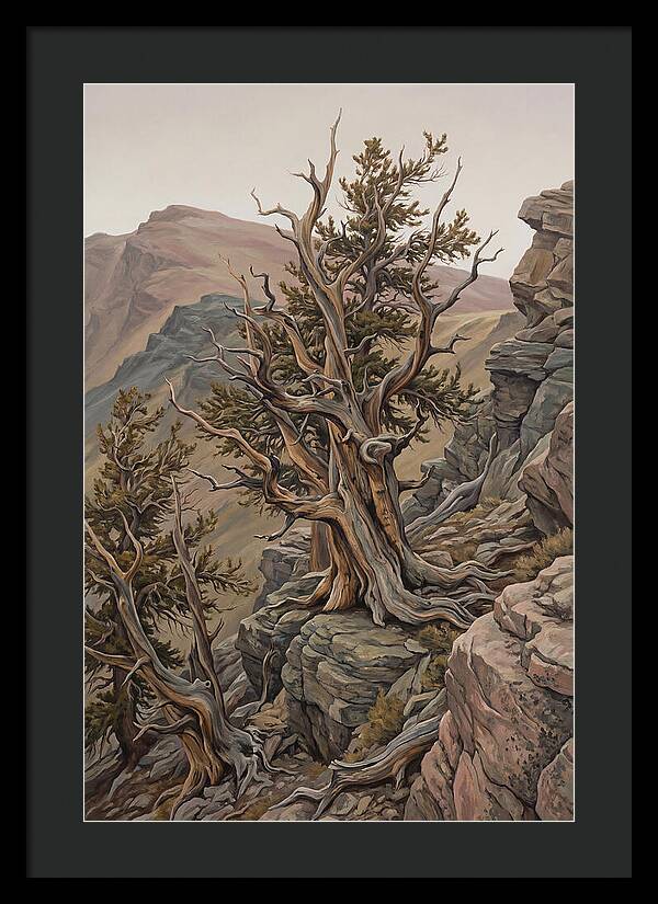 Ancient Bristlecone Pine