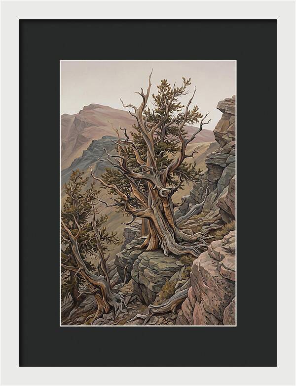 Ancient Bristlecone Pine