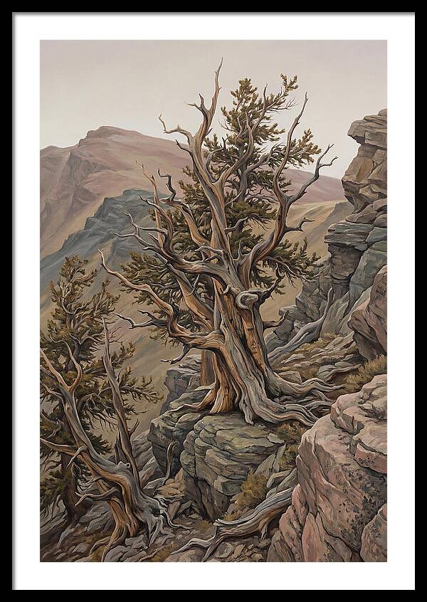 Ancient Bristlecone Pine