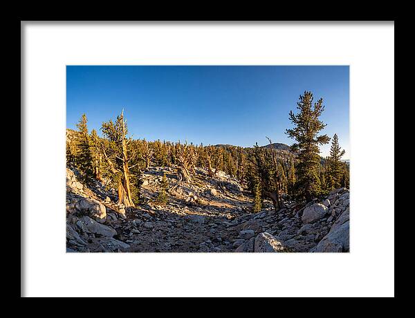 Ancient Bristlecone Pine Forest