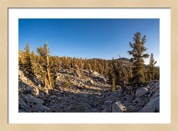 Ancient Bristlecone Pine Forest