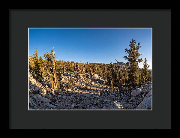 Ancient Bristlecone Pine Forest