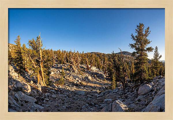 Ancient Bristlecone Pine Forest