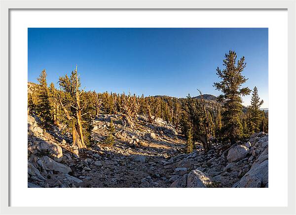 Ancient Bristlecone Pine Forest