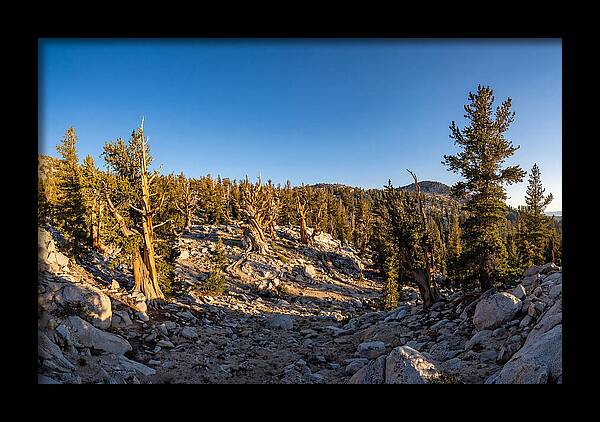 Ancient Bristlecone Pine Forest