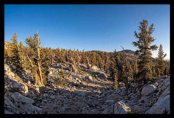 Ancient Bristlecone Pine Forest