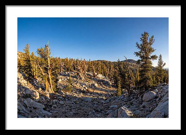 Ancient Bristlecone Pine Forest