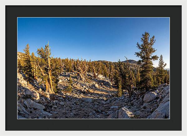 Ancient Bristlecone Pine Forest