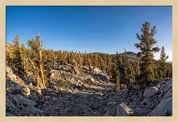 Ancient Bristlecone Pine Forest