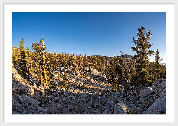 Ancient Bristlecone Pine Forest