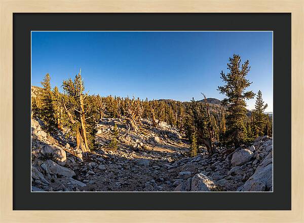 Ancient Bristlecone Pine Forest