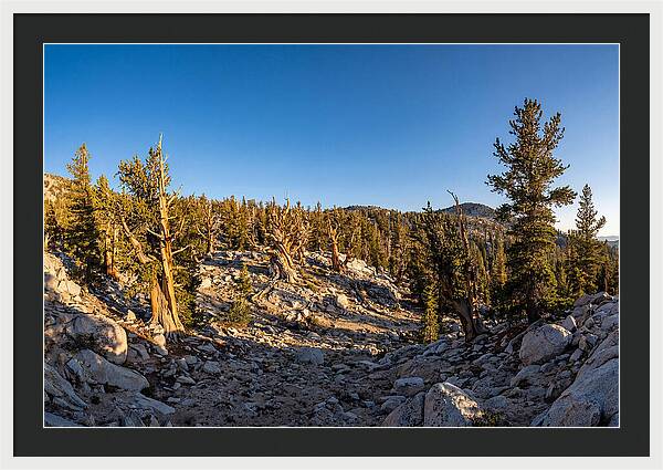 Ancient Bristlecone Pine Forest