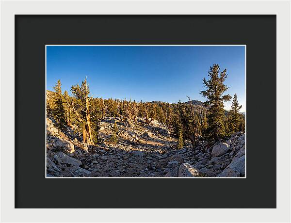 Ancient Bristlecone Pine Forest