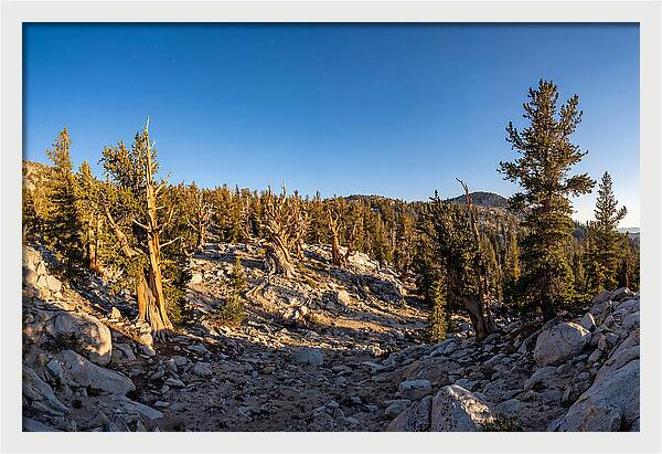 Ancient Bristlecone Pine Forest