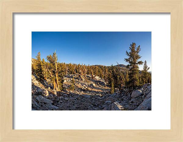 Ancient Bristlecone Pine Forest