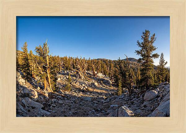 Ancient Bristlecone Pine Forest