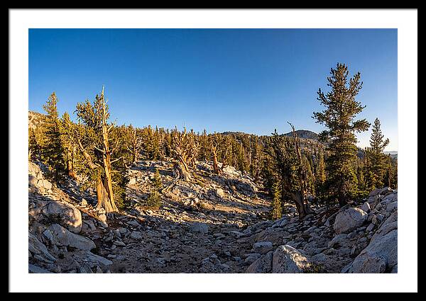 Ancient Bristlecone Pine Forest