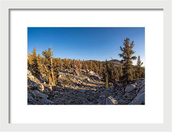 Ancient Bristlecone Pine Forest