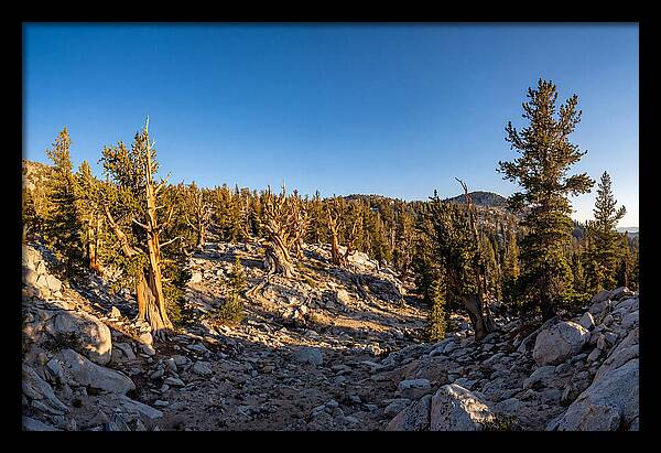 Ancient Bristlecone Pine Forest