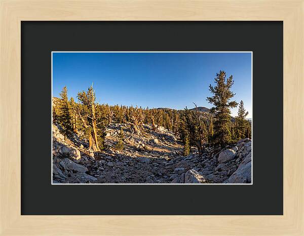 Ancient Bristlecone Pine Forest