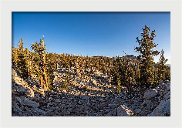 Ancient Bristlecone Pine Forest