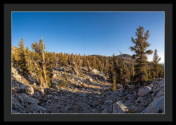 Ancient Bristlecone Pine Forest