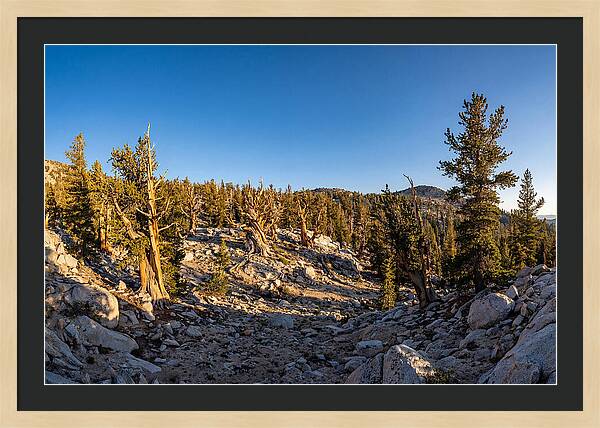 Ancient Bristlecone Pine Forest
