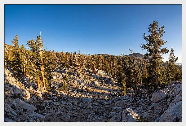 Ancient Bristlecone Pine Forest