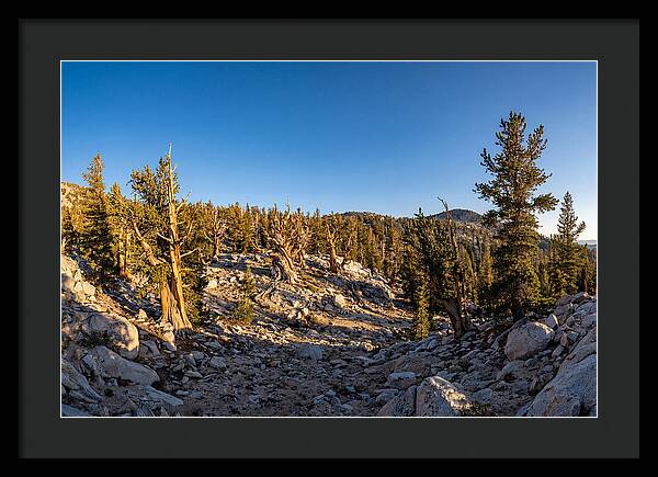 Ancient Bristlecone Pine Forest
