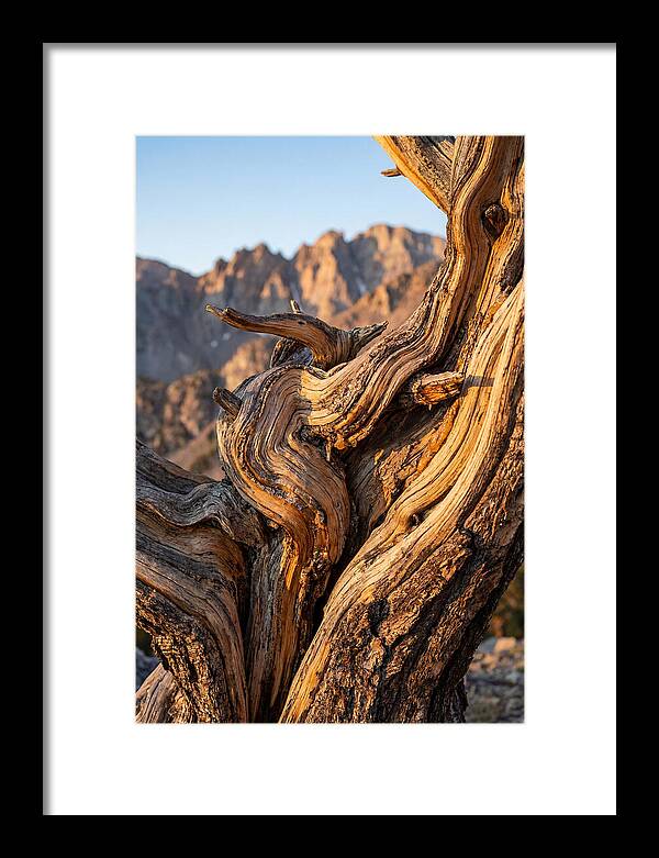 Ancient Bristlecone Pine Majesty