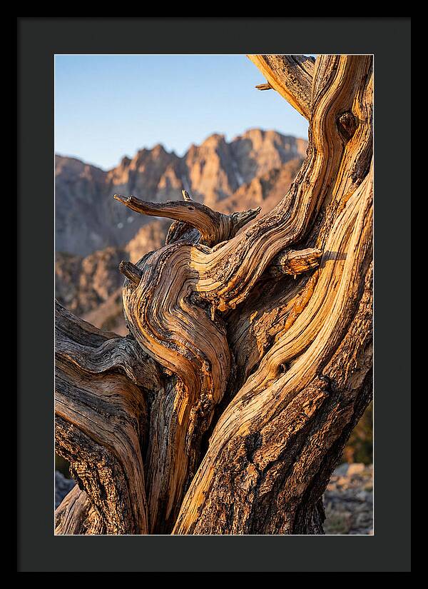 Ancient Bristlecone Pine Majesty