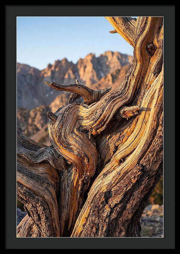 Ancient Bristlecone Pine Majesty