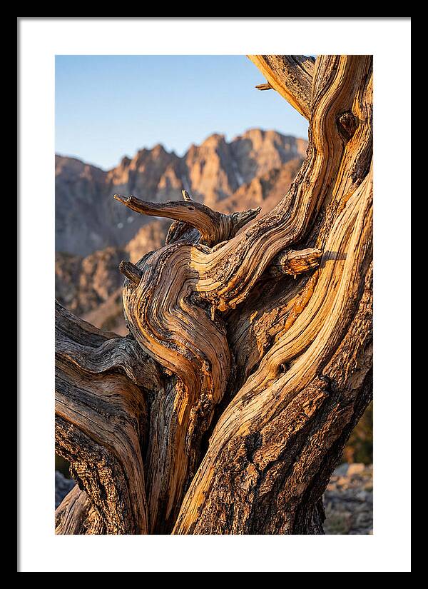 Ancient Bristlecone Pine Majesty