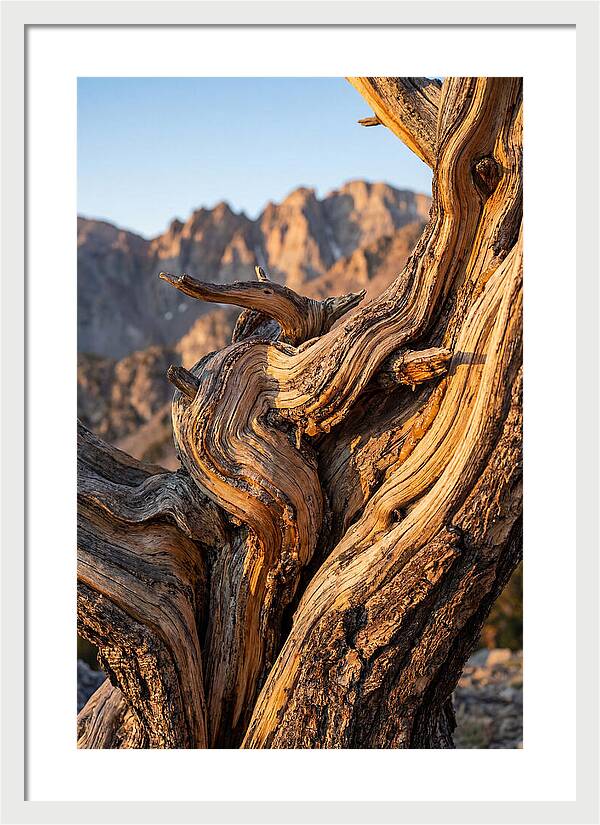 Ancient Bristlecone Pine Majesty